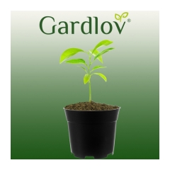 19480-gardlov-kvetinac-na-rastliny-16-cm-cierna
