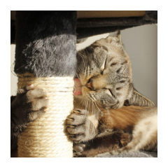 22824-purlov-skrabadlo-pre-macky-71-cm-seda