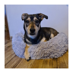 22838-purlov-pelech-pre-psa-macku-60-cm-sedy