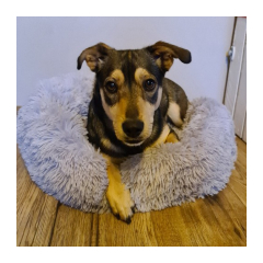 22840-purlov-pelech-pre-psa-macku-60-cm-sedy