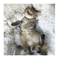 22841-purlov-pelech-pre-psa-macku-60-cm-sedy