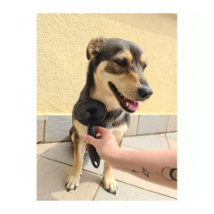 22946-purlov-samocistiaca-kefa-na-psy-a-macky-hair-brush