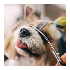 25595-purlov-sada-noznic-a-prislusenstva-na-strihanie-srsti