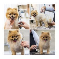 25609-purlov-sada-noznic-a-prislusenstva-na-strihanie-srsti